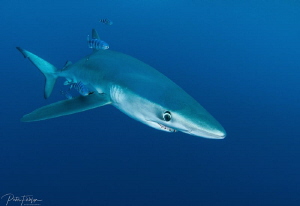 Blue shark by Pieter Firlefyn 